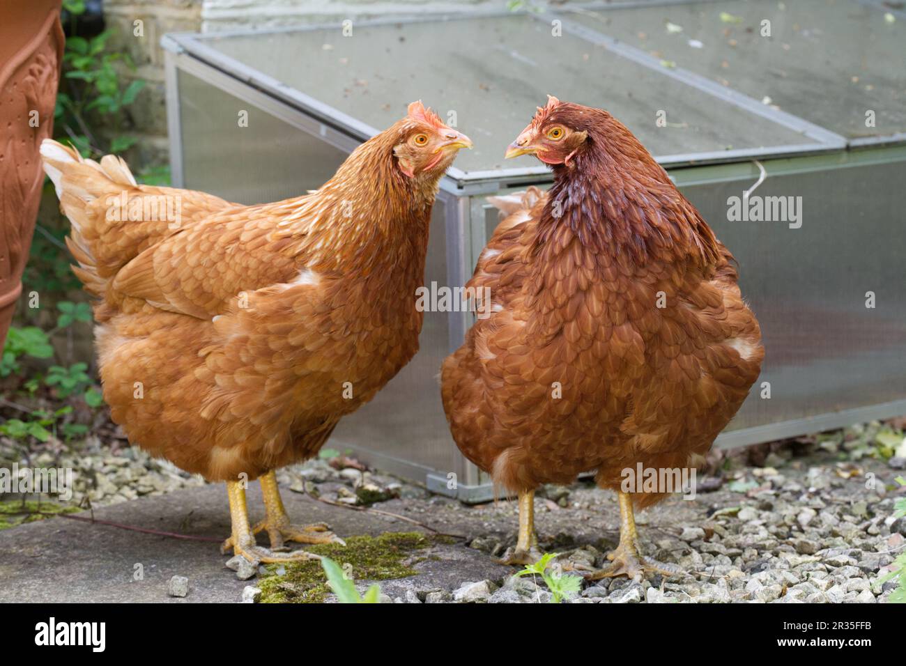 Gallus gallus domesticus - il pollo domestico Foto Stock