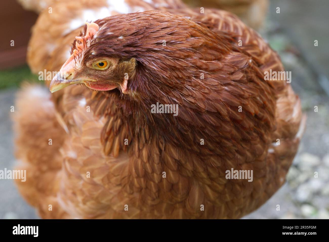Gallus gallus domesticus - il pollo domestico Foto Stock