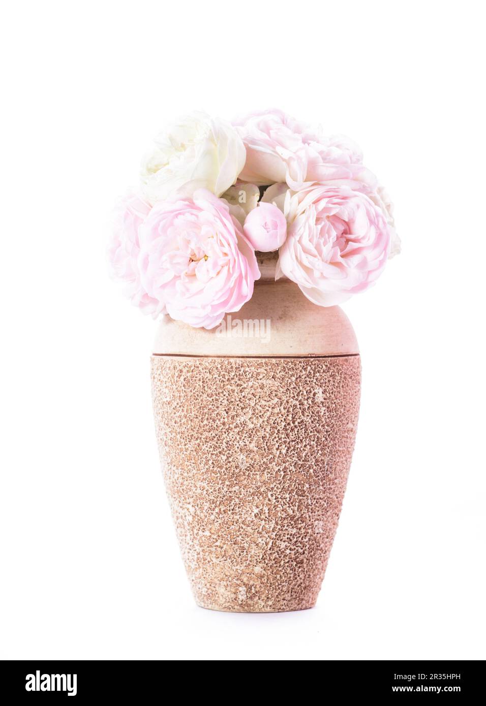 Blooming Rose in vaso Foto Stock