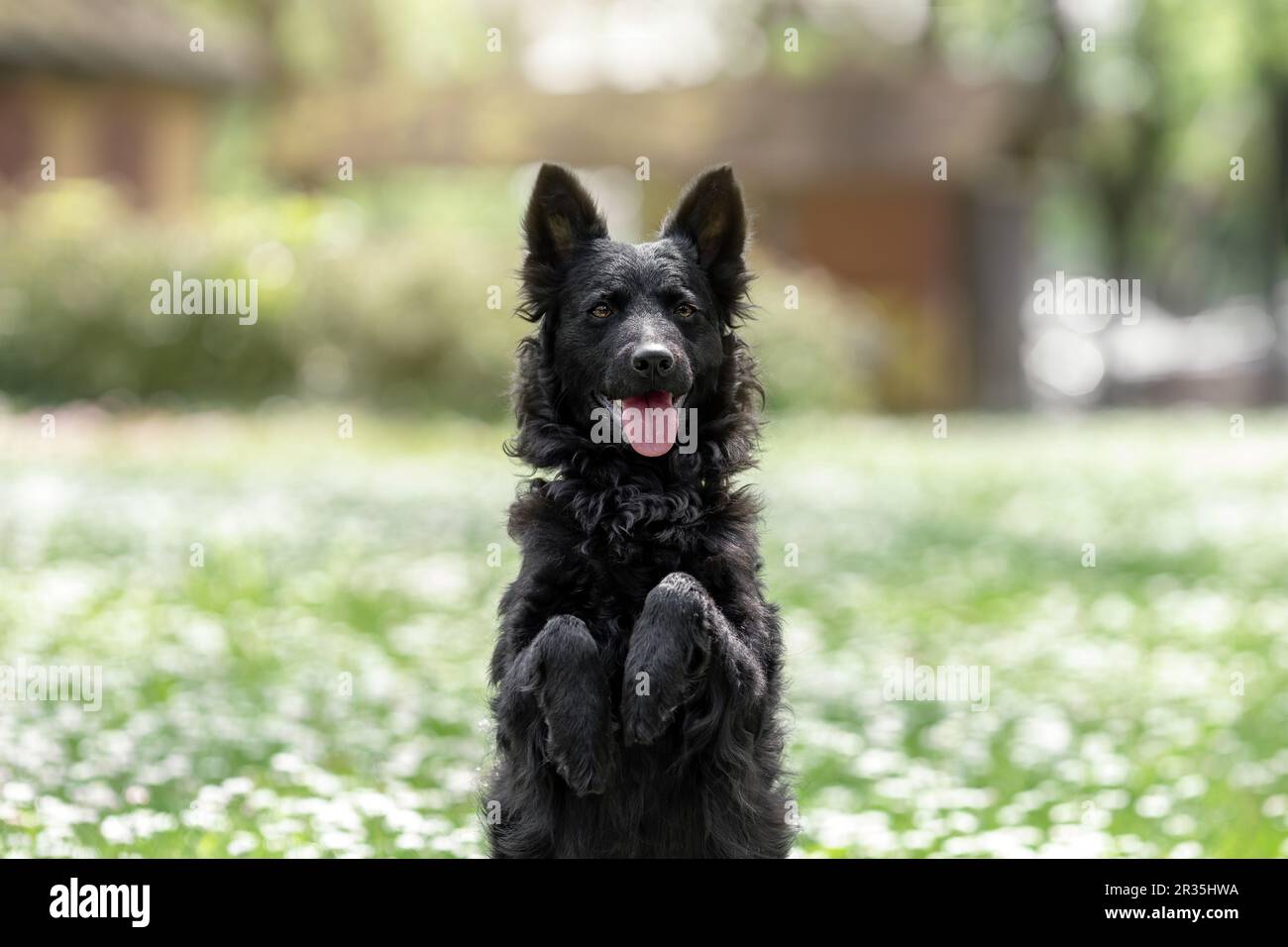 Divertente cane mudi nero in posa in natura Foto Stock