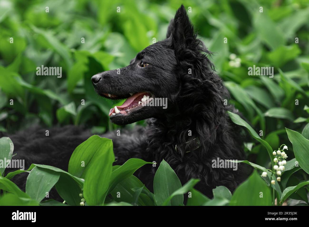 Felice cane mudi nero in natura in erba verde Foto Stock