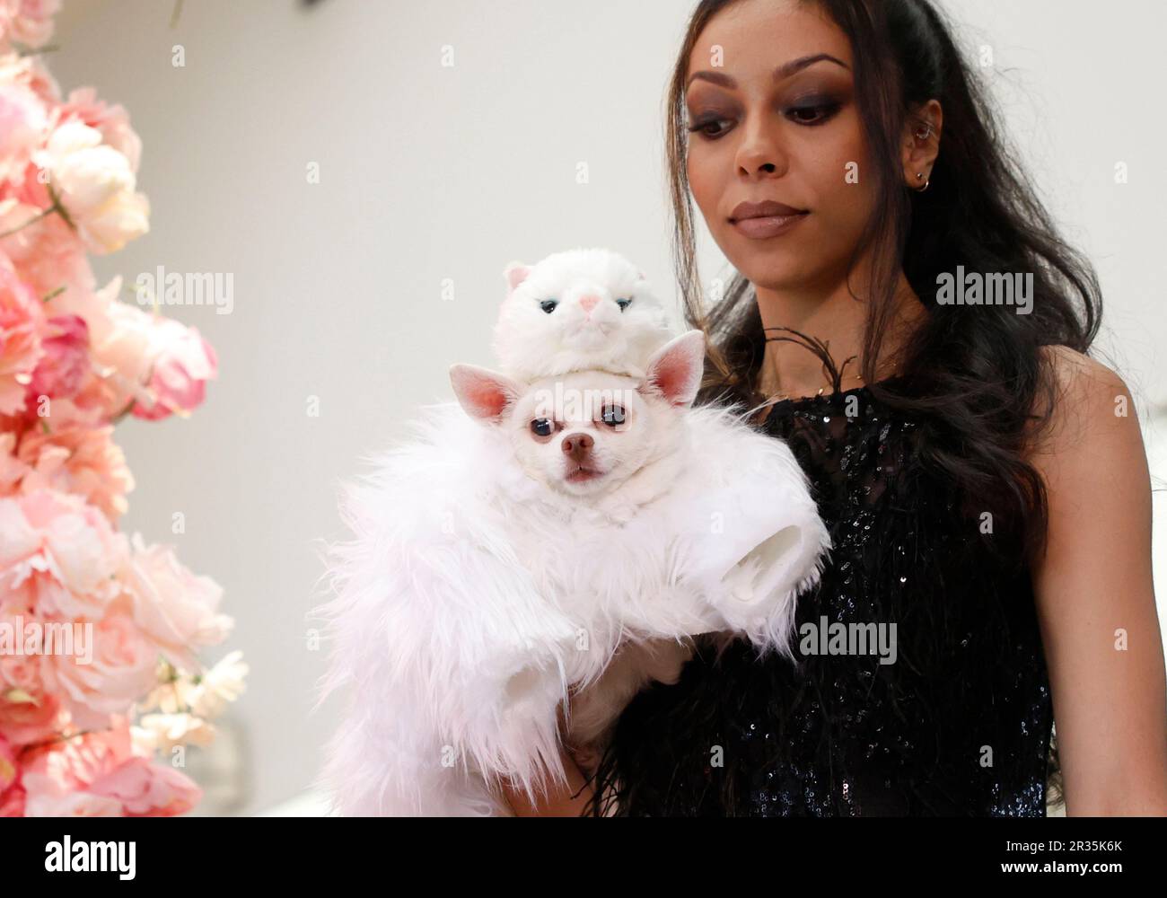 New York, Stati Uniti. 22nd maggio, 2023. Kimba, aChihuahua vestito in Ricrea Met Gala Look di Jared Leto, partecipa al PET Gala di Anthony Rubio Designs a New York City lunedì 22 maggio 2023. I modelli di cani e gatti includevano animali domestici provenienti da rifugi, gruppi di soccorso, influenze dei social media come SunglassCat, Livie the Mork, Little Skittle, Gizmo, Layla, I cani dei designer Bog & Kimba tra gli altri. Foto di John Angelillo/UPI. Credit: UPI/Alamy Live News Foto Stock