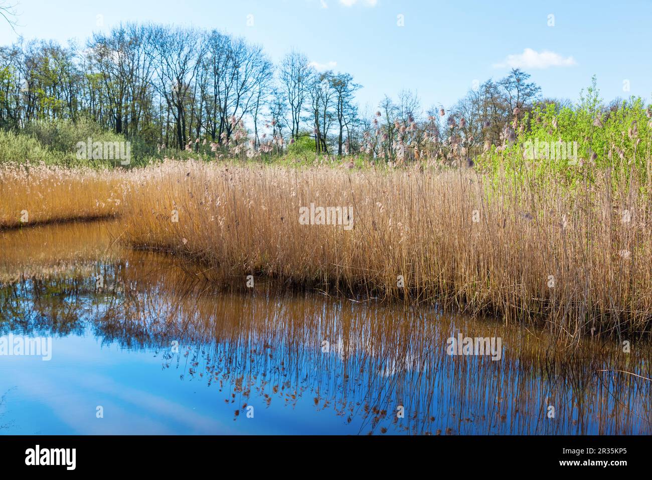 Pianura alluvionale nei Paesi Bassi Foto Stock