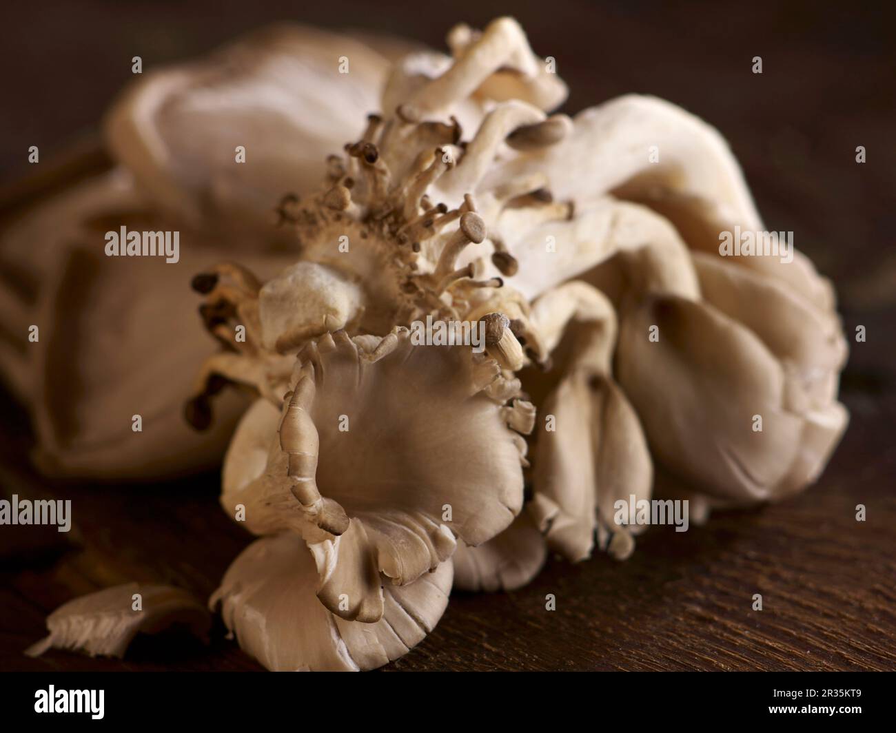 Funghi di ostriche freschi su una superficie di legno Foto Stock