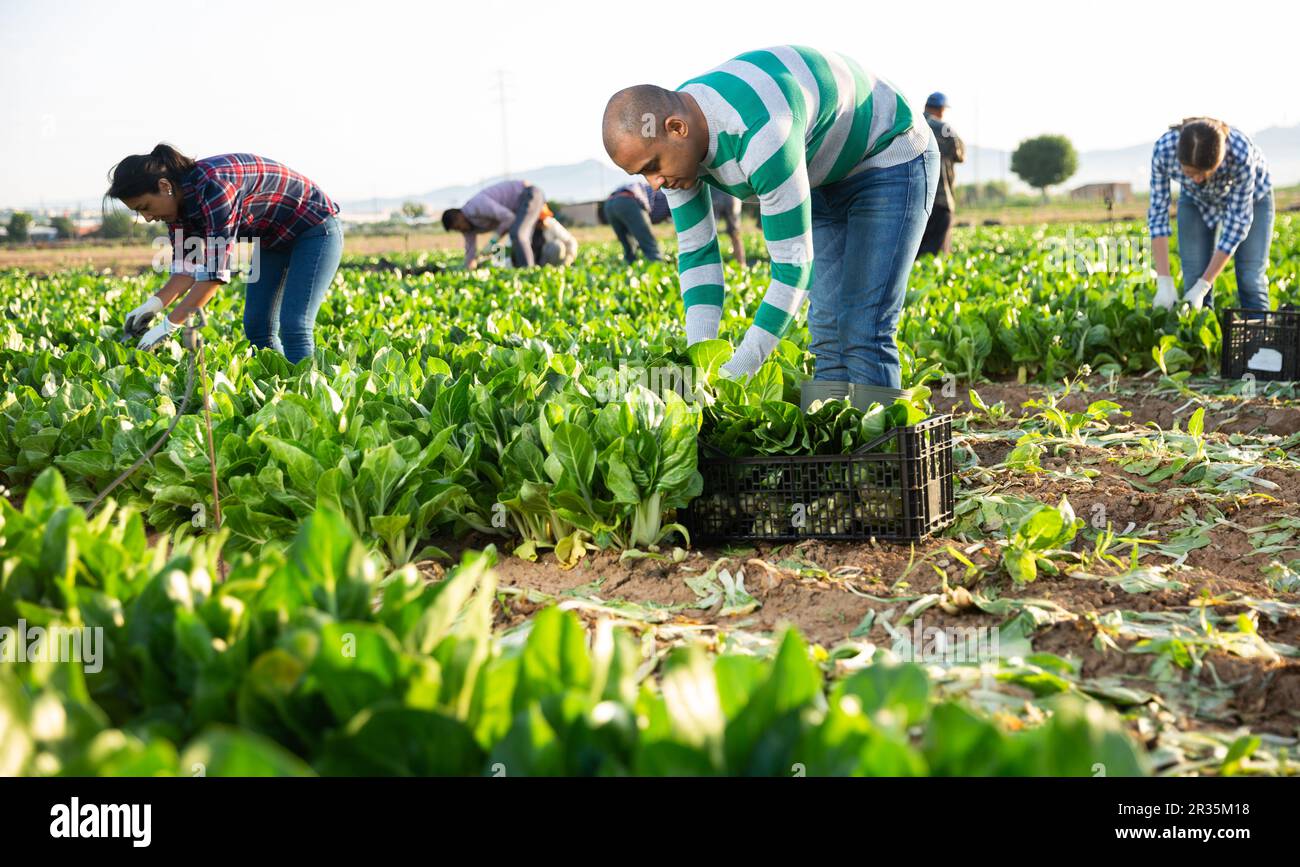 Gruppo multinazionale di lavoratori agricoli che raccolgono la zattera Foto Stock