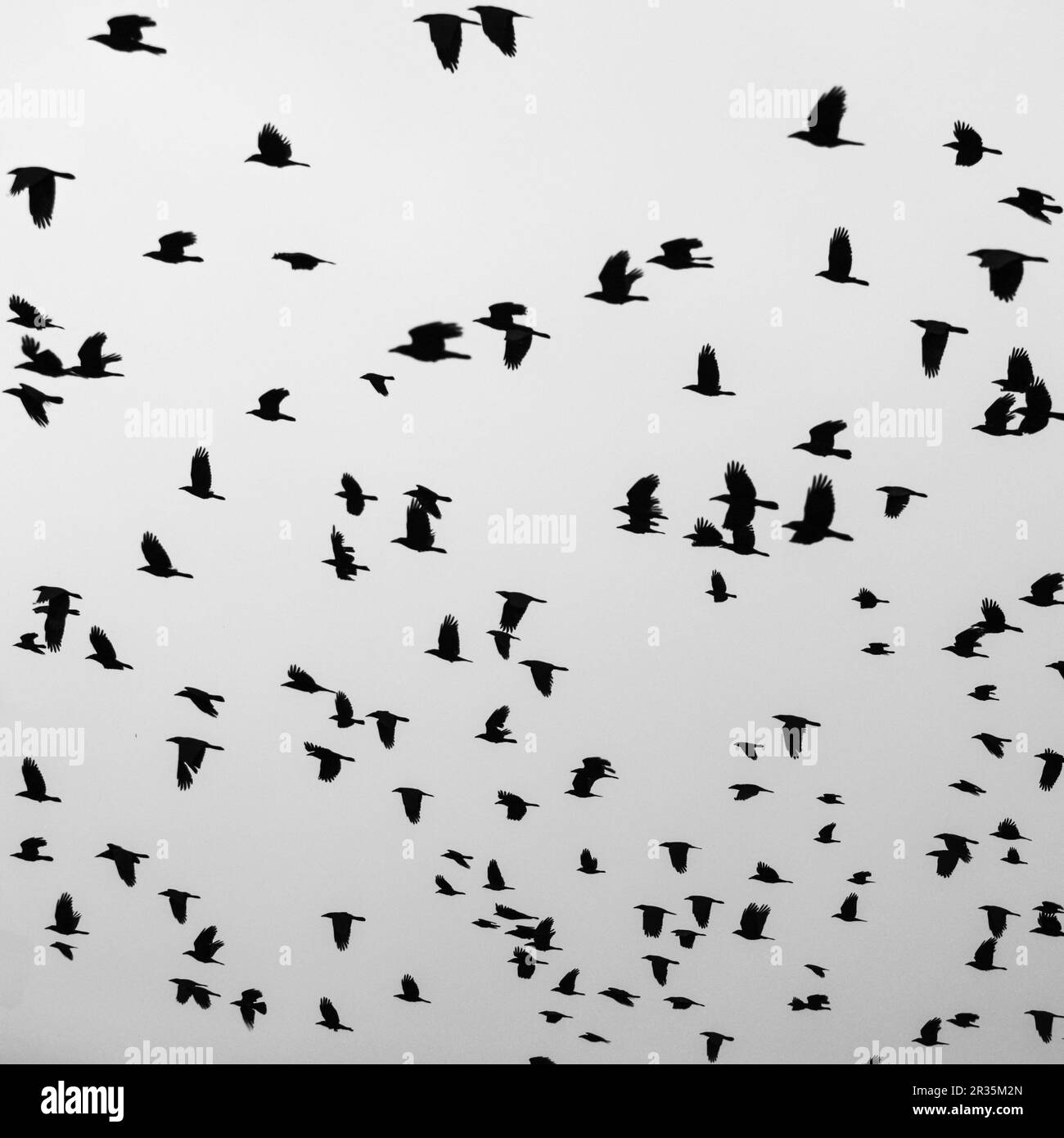 Volo dell'uccello Foto Stock