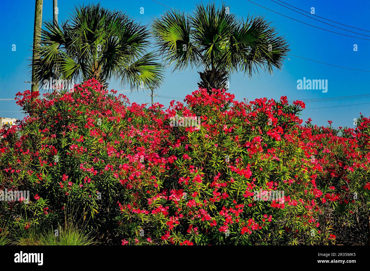 L'oleandro rosso (oleandro di Nerium) fiorisce vicino al lungomare, 13 maggio 2023, a Gulfport, Mississippi. L'oleandro è conosciuto anche come oleandro di Nerium. Foto Stock