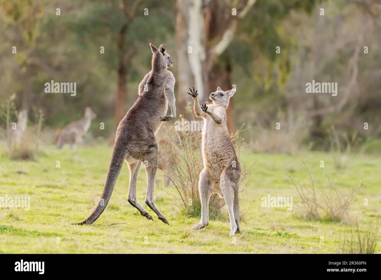 Due canguri grigi orientali maschili (Macropus giganteus) che combattono in una terra a cespuglio aperto nella Yarra Valley, Victoria, Australia Foto Stock