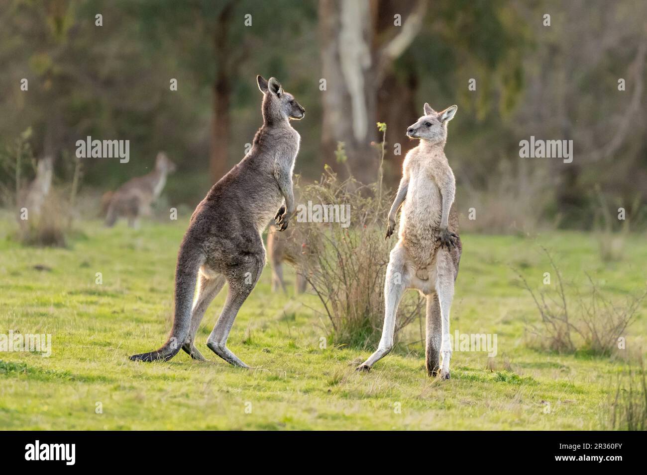 Due canguri grigi orientali maschili (Macropus giganteus) che combattono in una terra a cespuglio aperto nella Yarra Valley, Victoria, Australia Foto Stock