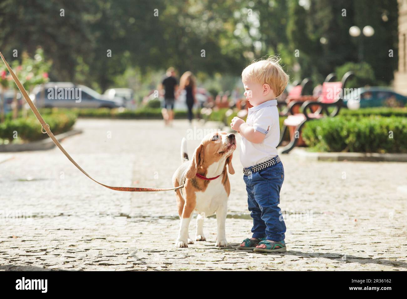 Ragazzo è la alimentazione del cane Foto Stock