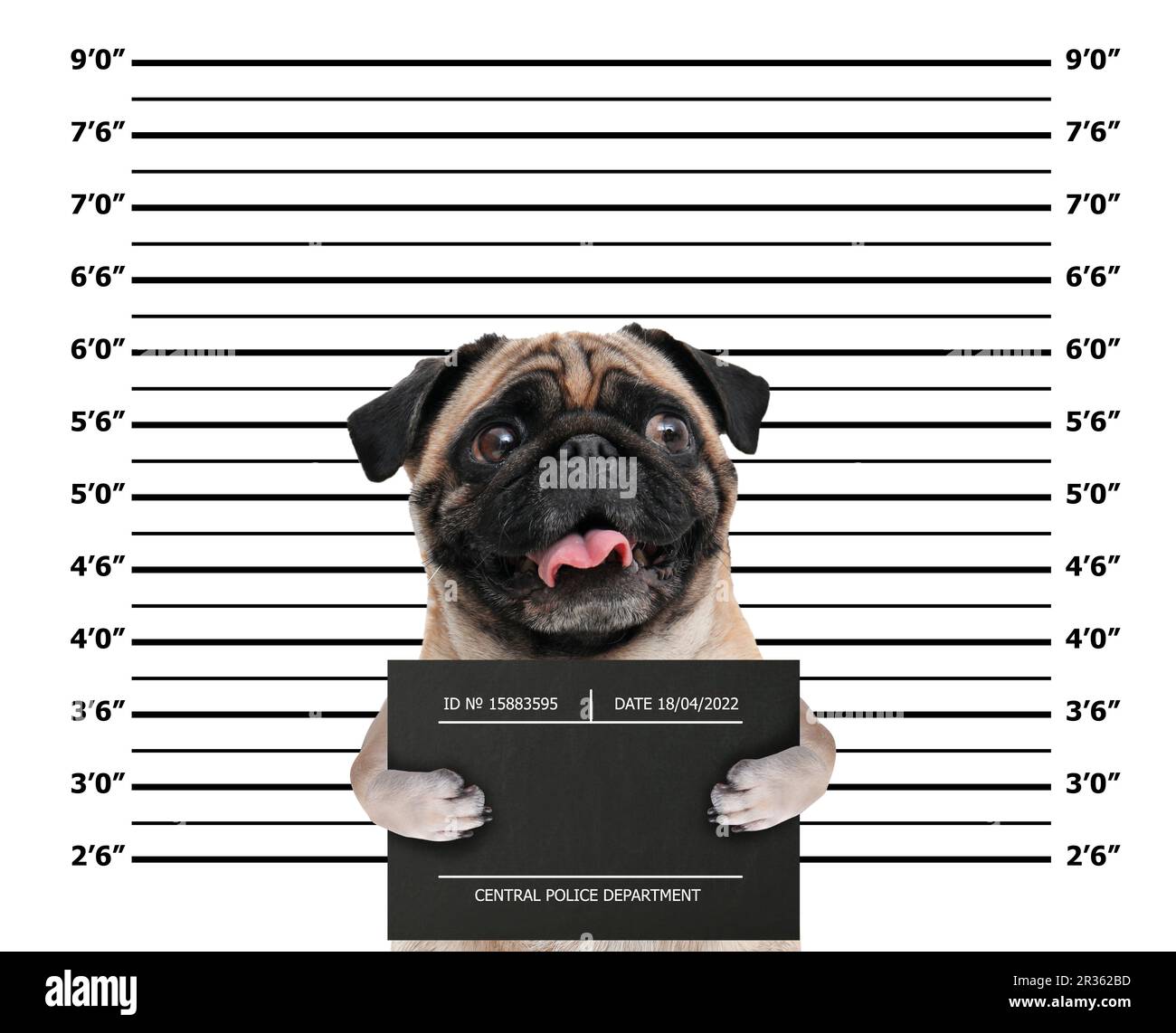 Arrestato cane Pug con bordo mugshot contro la tabella altezza. Divertente foto di criminale Foto Stock