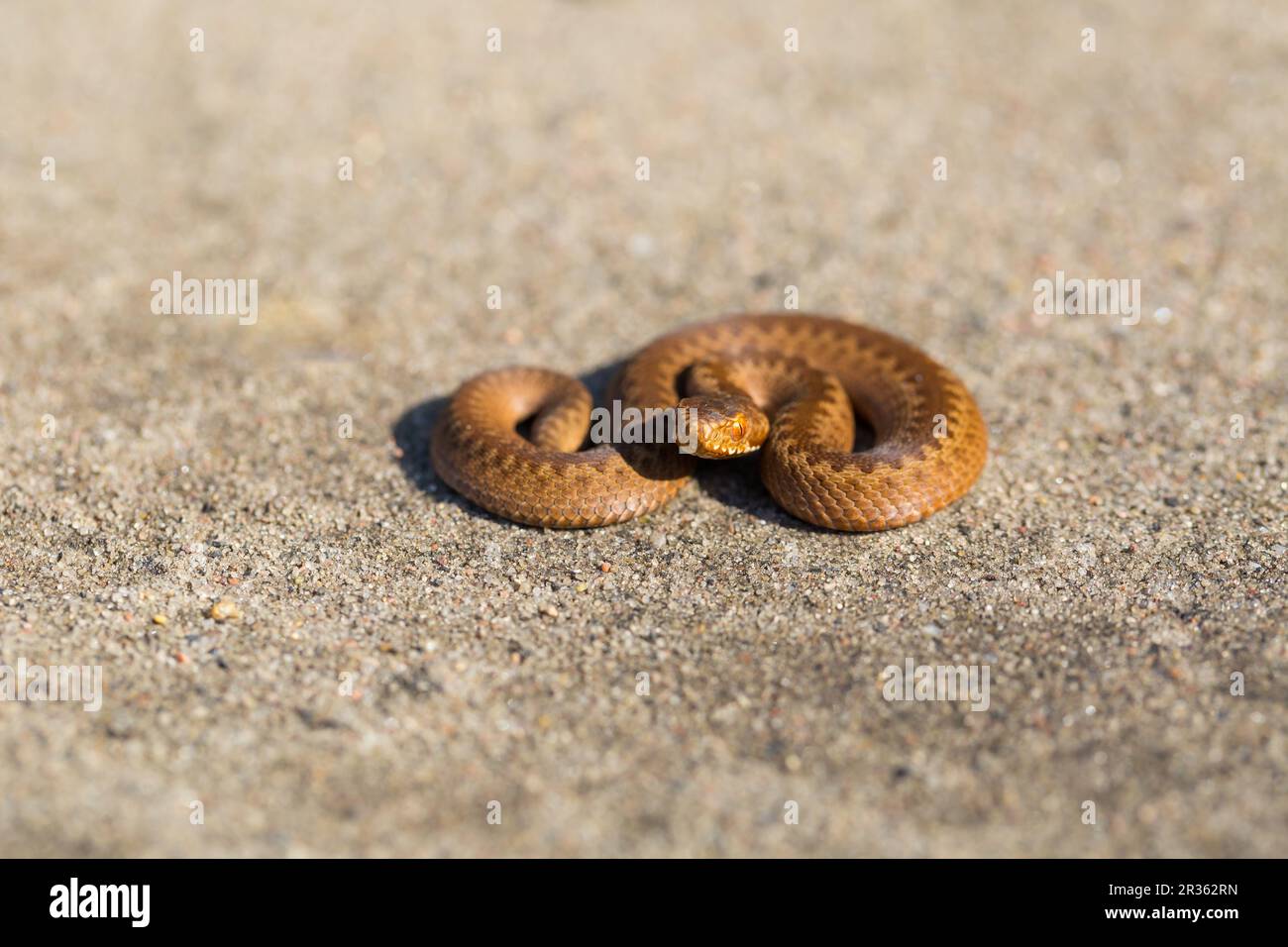 Adder (Vipera Berus) crogiolandosi al sole su una strada sabbiosa. Serpente pericoloso. Foto Stock