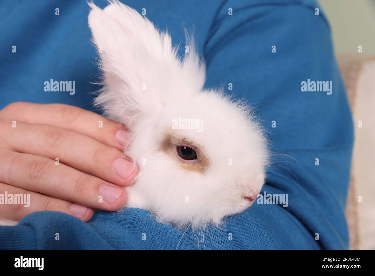 Uomo con soffice coniglio bianco, primo piano. Animale domestico carino Foto Stock