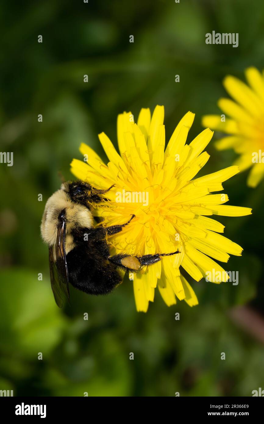 Un bumblebee mezzo nero, vagani Bombus, impollinando un fiore di dente di leone, Taraxacum, un cortile. Foto Stock