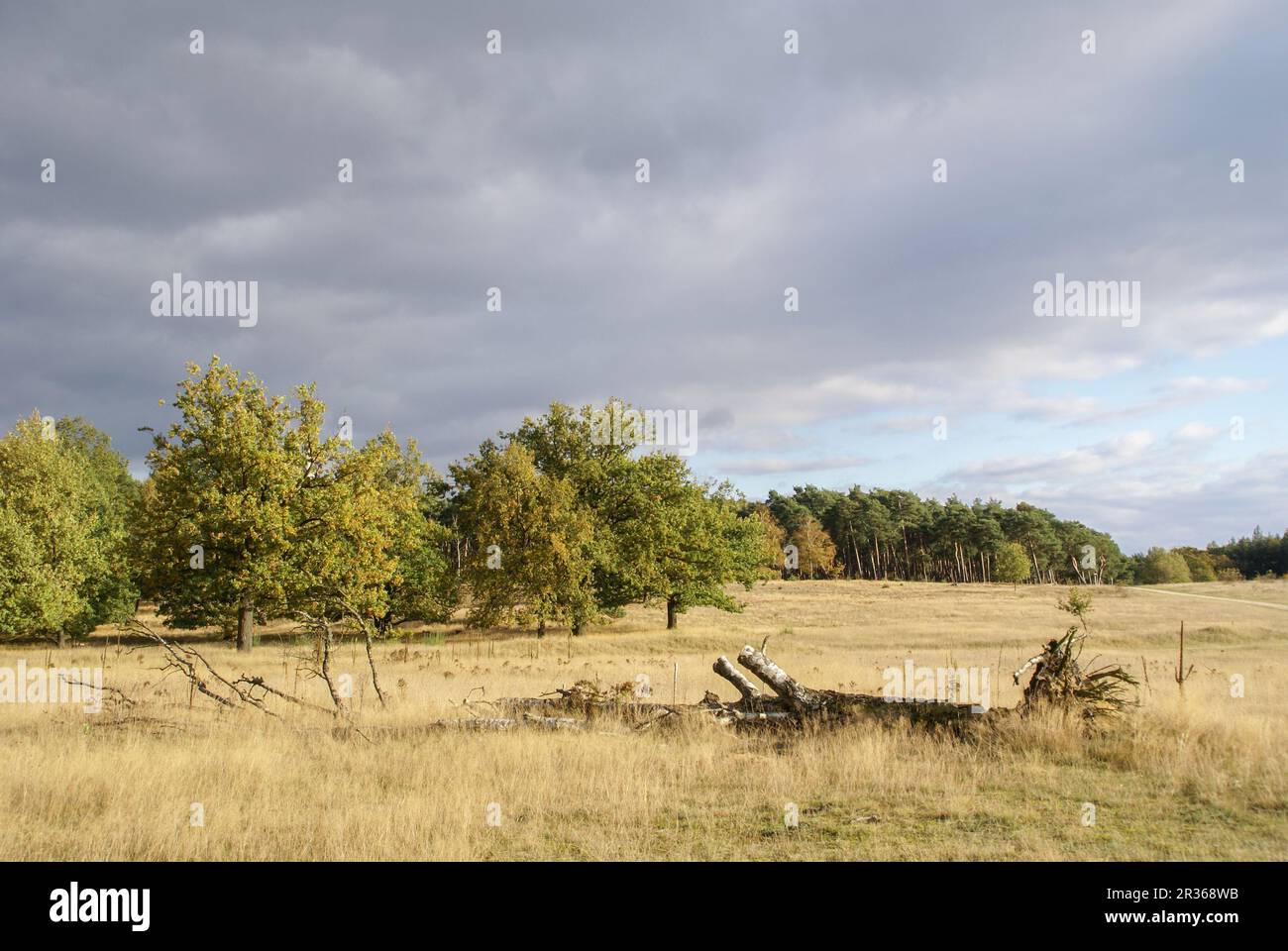 L'Hainberg è un paesaggio protetto vicino a Norimberga, Baviera, Germania Foto Stock