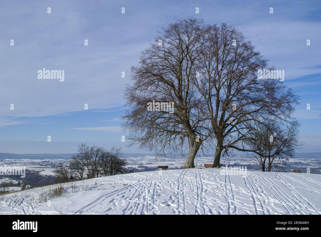 Paesaggio invernale con tiglio, Baden-Wuerttemberg, Bilz, Germania Foto Stock