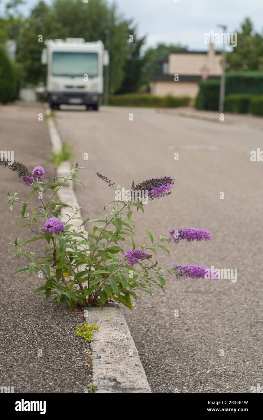 Cespuglio di farfalle che esplodono attraverso l'asfalto, Schwaebisch Hall, Germania Foto Stock