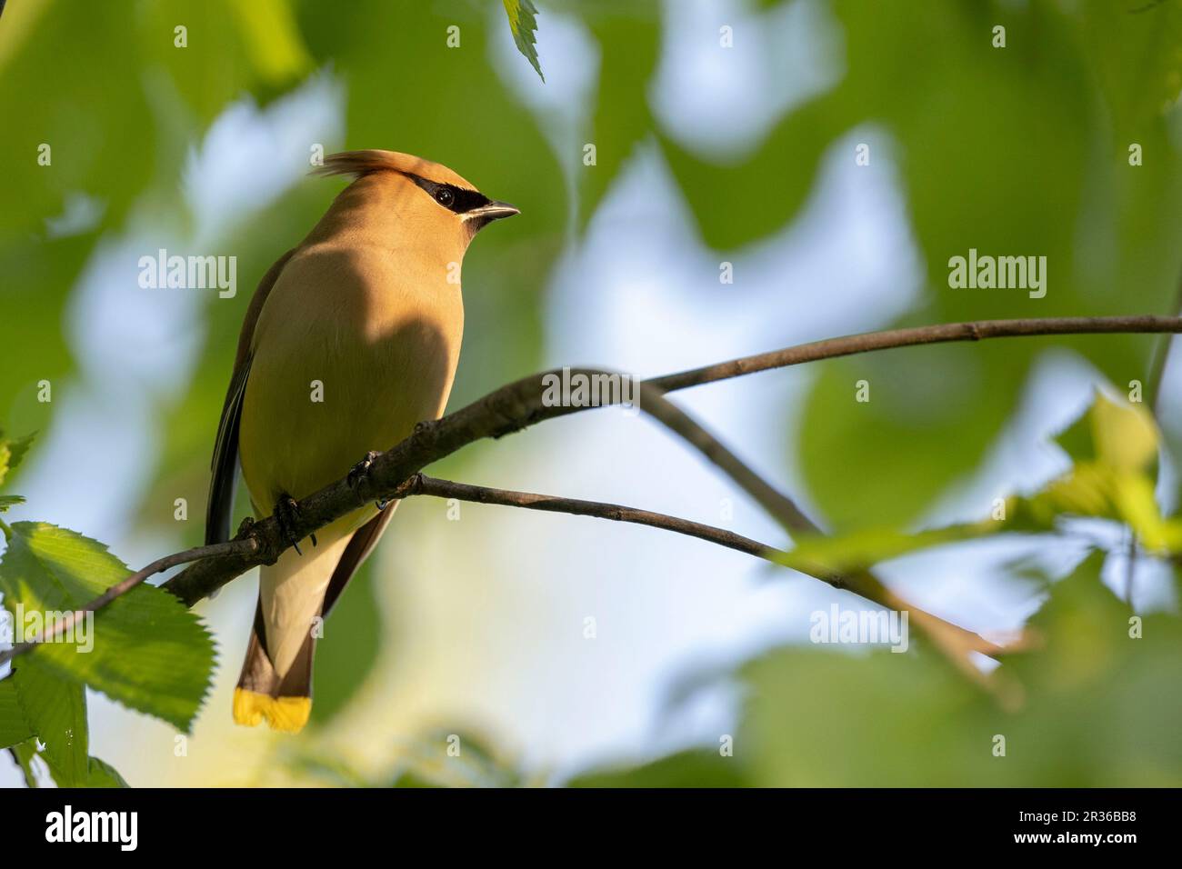 Ottawa, Canada. 22 maggio 2023. Cedar Waxwing sul fiume Rideau. Copyright 2023 Sean Burges / Mundo Sport immagini Foto Stock