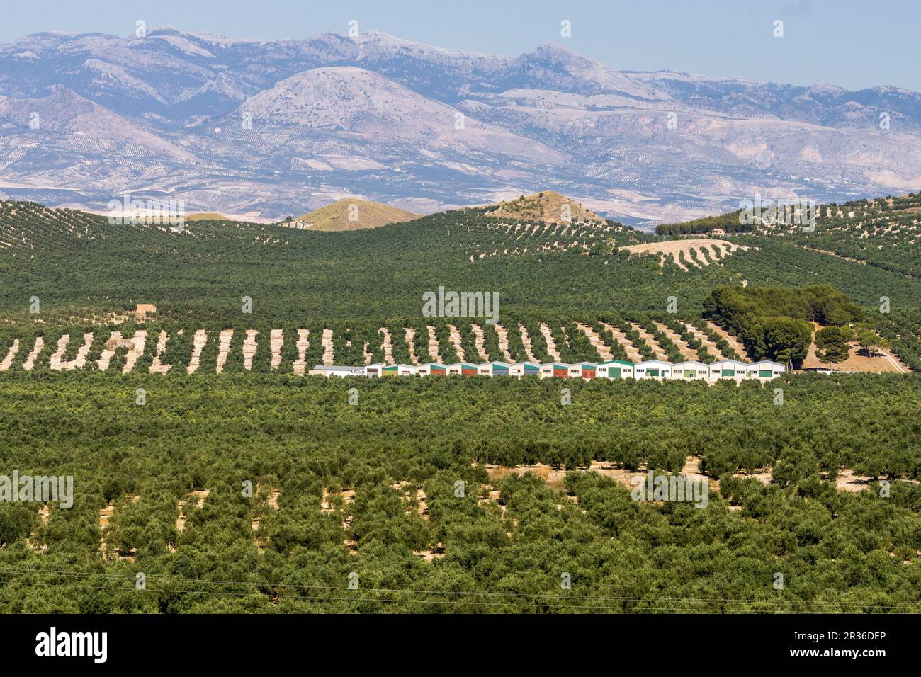 Olivares de la loma de Ubeda, Jaen, Andalusia, Spagna, Europa. Foto Stock