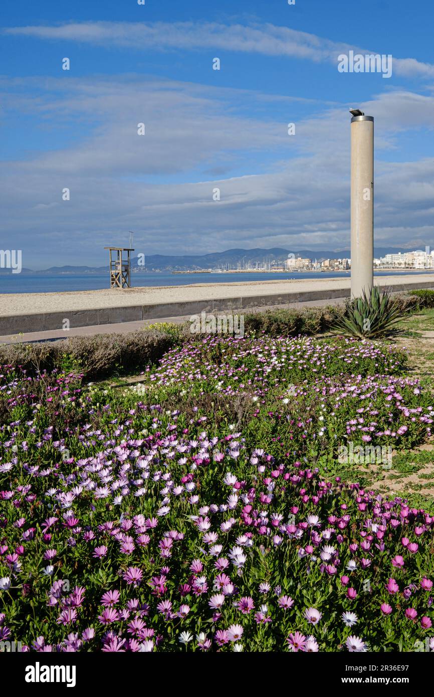 Playa de Palma , El Arenal, Maiorca, Isole Baleari, Spagna. Foto Stock