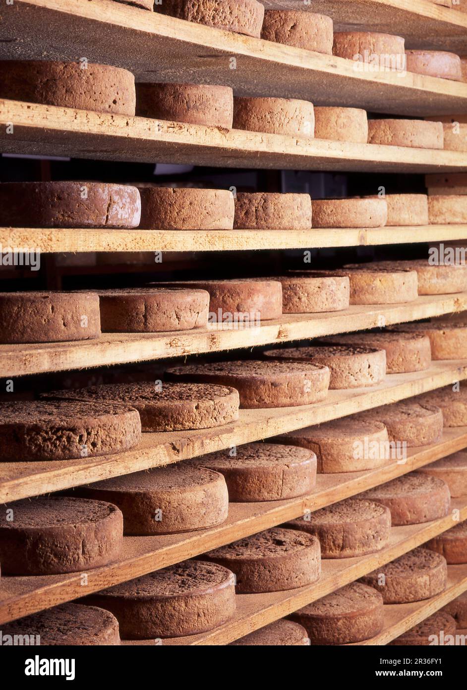 Ruote di formaggio piemontese Toma maturazione su scaffali Foto Stock
