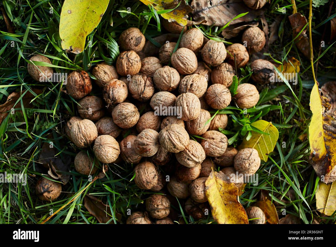 Noci fresche in un prato Foto Stock