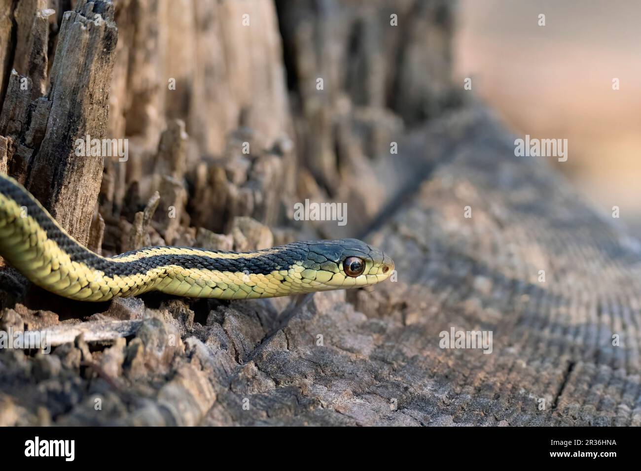 Serpente di Garter orientale (sirtalis di Thamnophis) Gartersnake Foto Stock