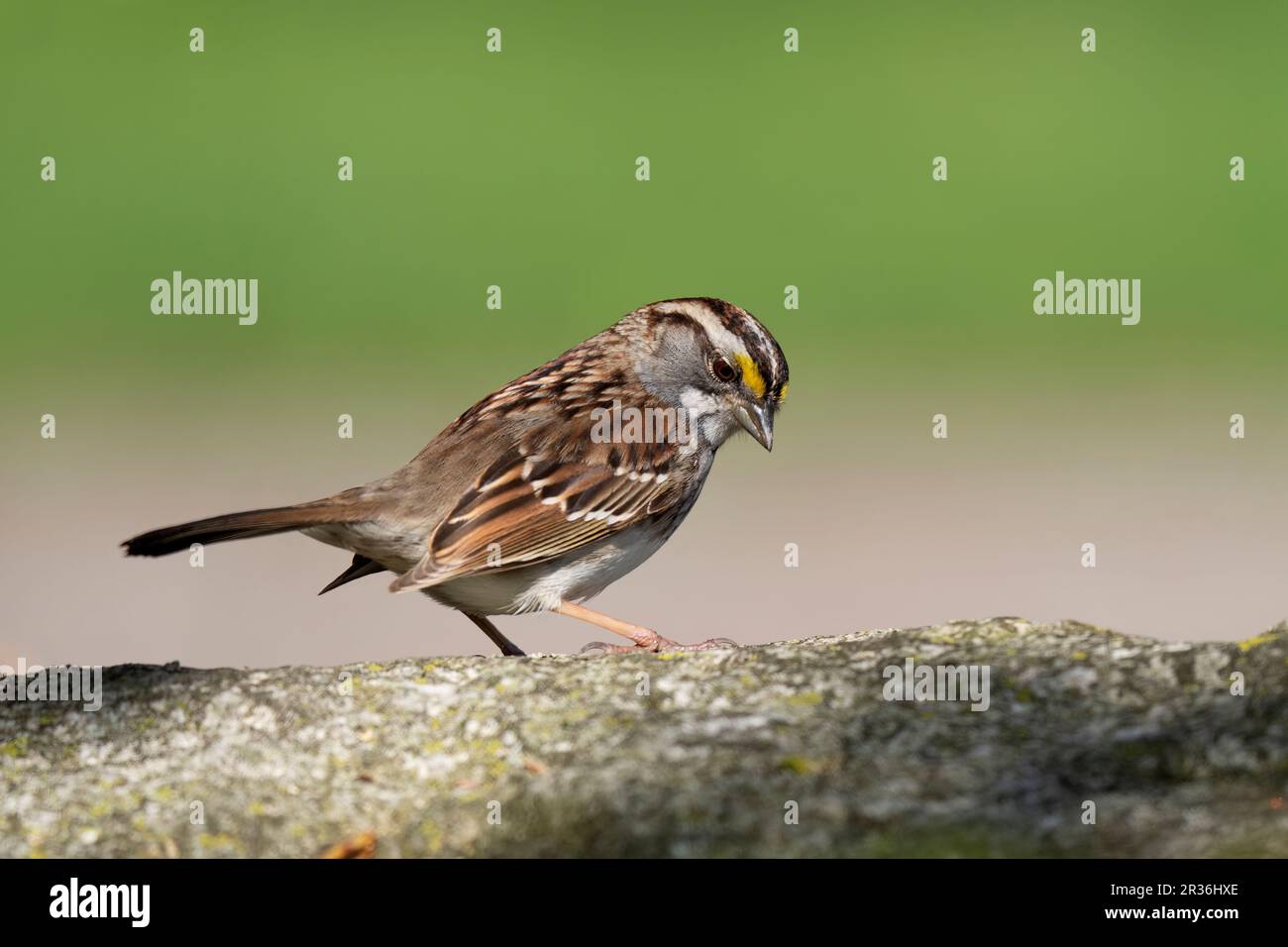 Bianco-throated Sparrow (Zonotrichia albicollis) Foto Stock