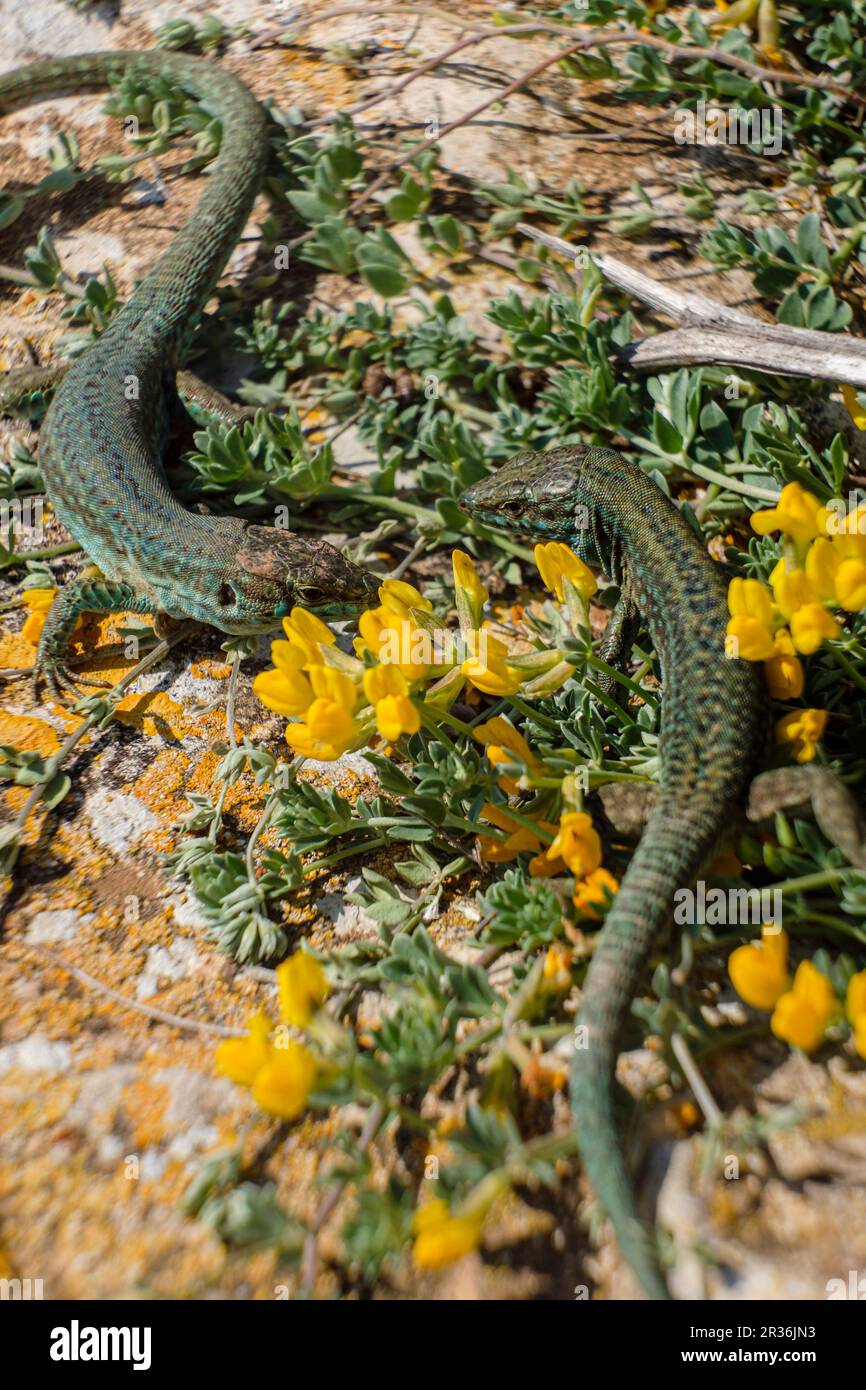 Podarcis hispanicus, Sargantana, Cap Barbaria, Formentera, Isole Pitiusas, Comunità Balearic, Spagna. Foto Stock