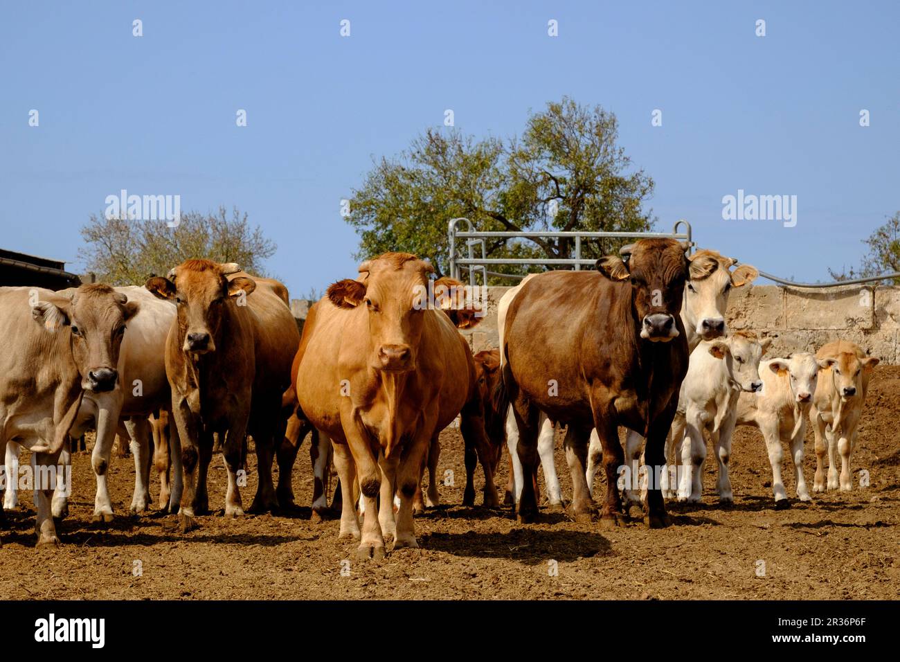 Produccion de ganado vacuno para carne, Campos, Maiorca, isole Baleari, Spagna, Europa. Foto Stock