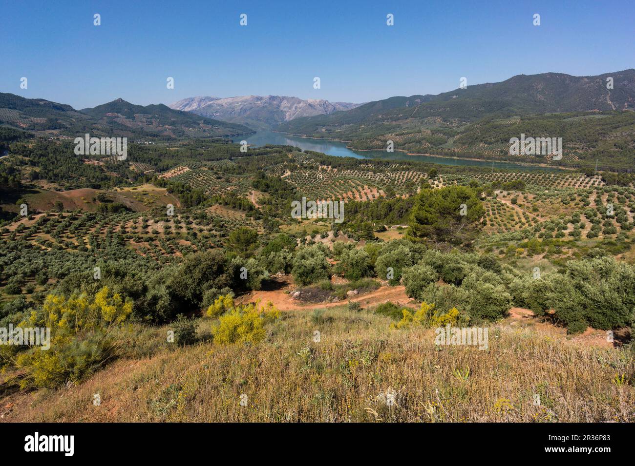Olivos, Hornos, Parque natural sierras de Cazorla, Segura y Las Villas, Jaen, Andalusia. Foto Stock