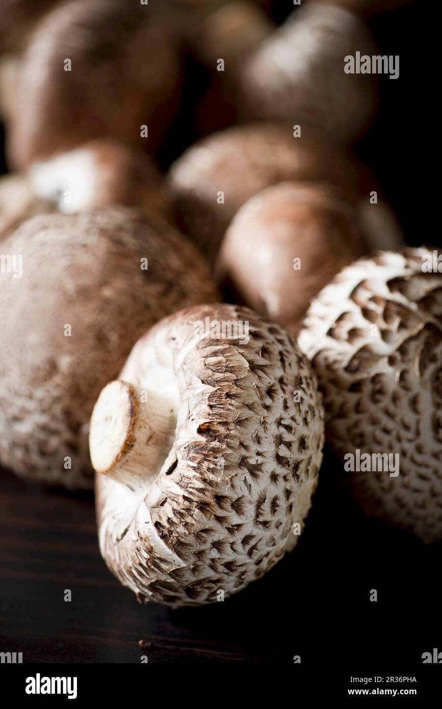 Ancora in vita: Funghi assortiti Foto Stock