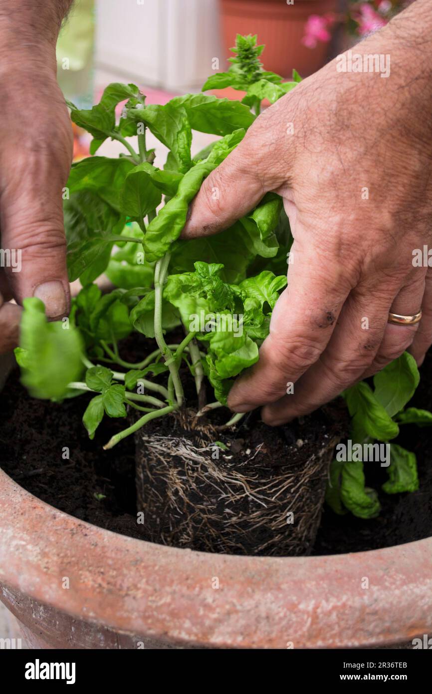 Mani che piantano basilico in un vaso da fiori Foto Stock