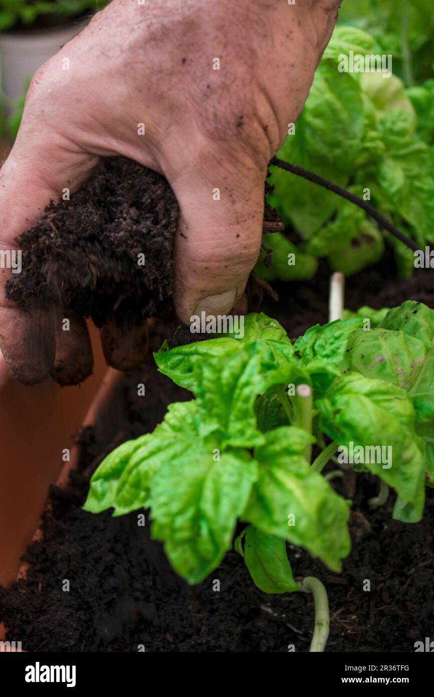 Piante di basilico che sono piantate nella terra Foto Stock