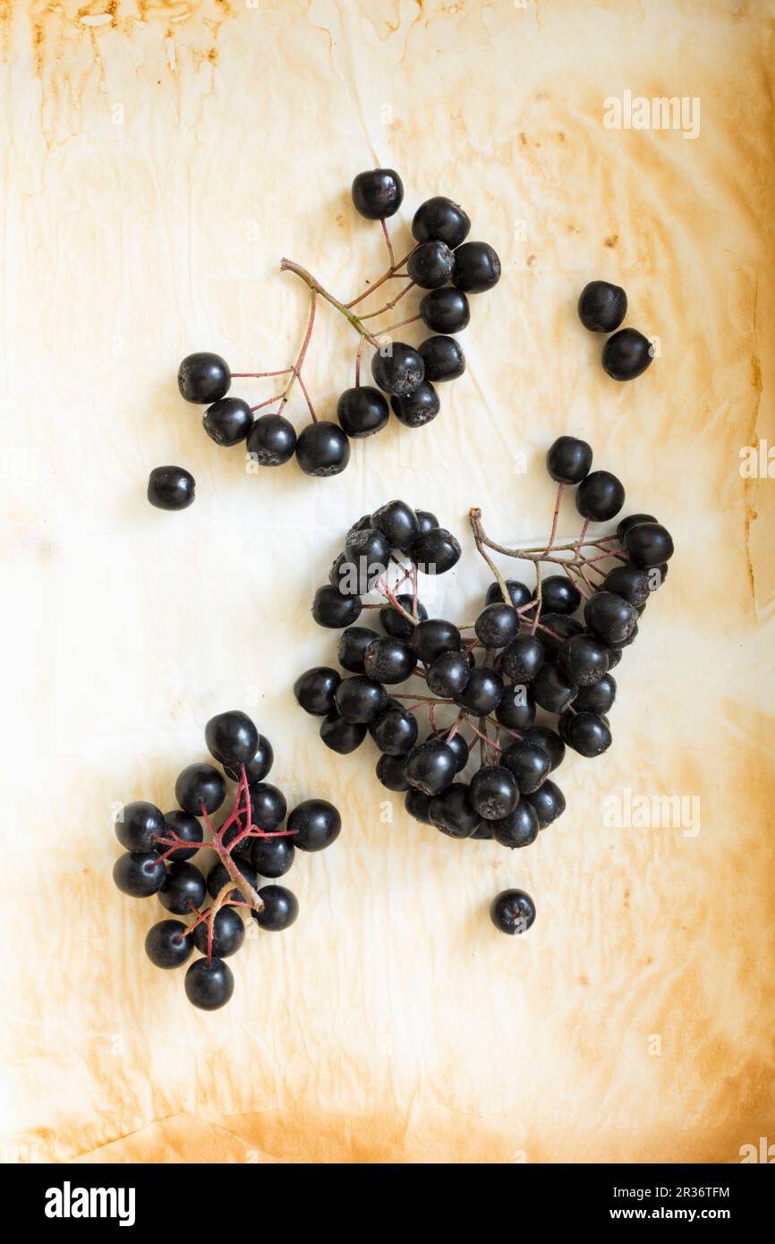 Molte bacche di aronia sulla carta da forno usata Foto Stock