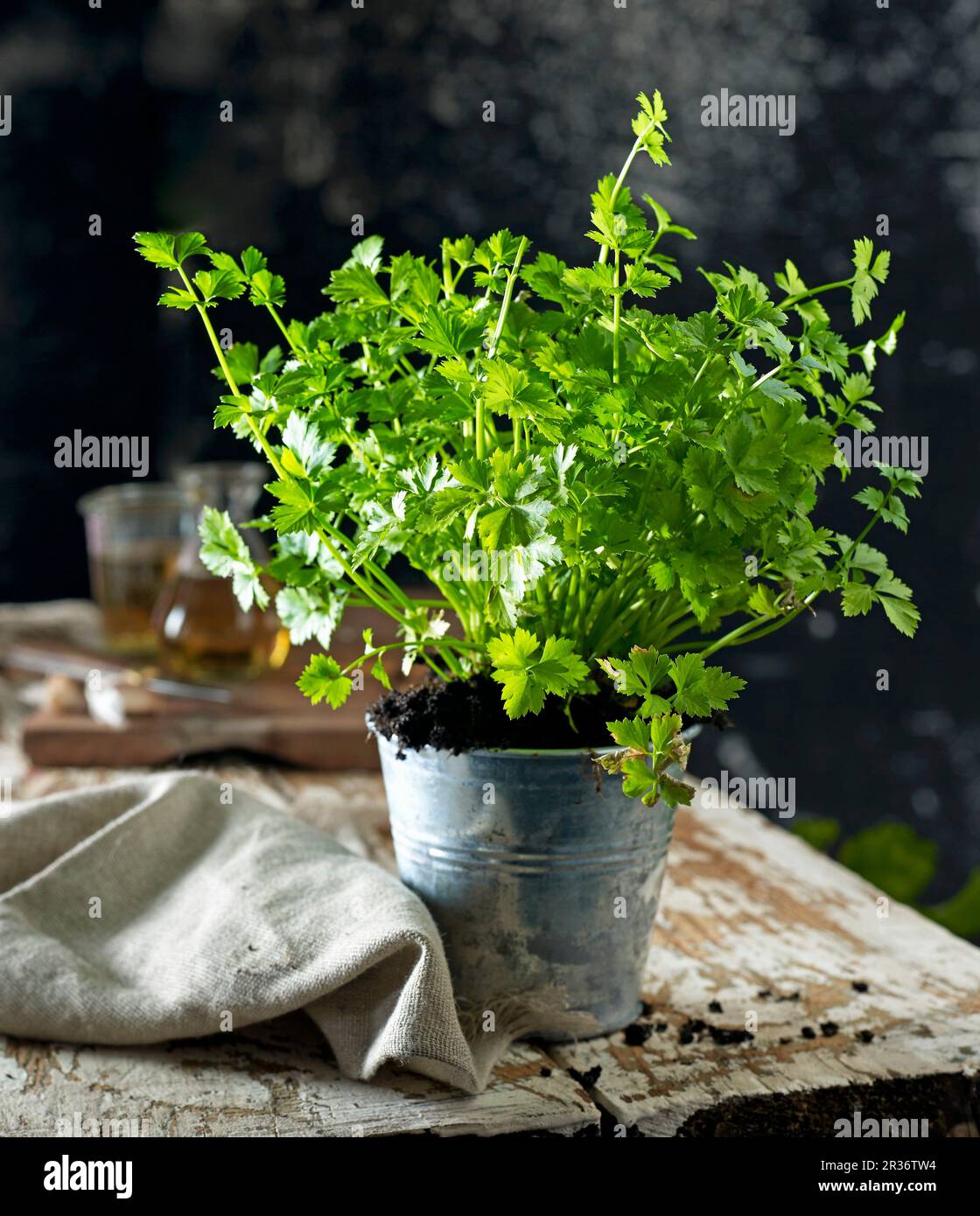 Sedano in foglia in un vaso da fiori Foto stock - Alamy