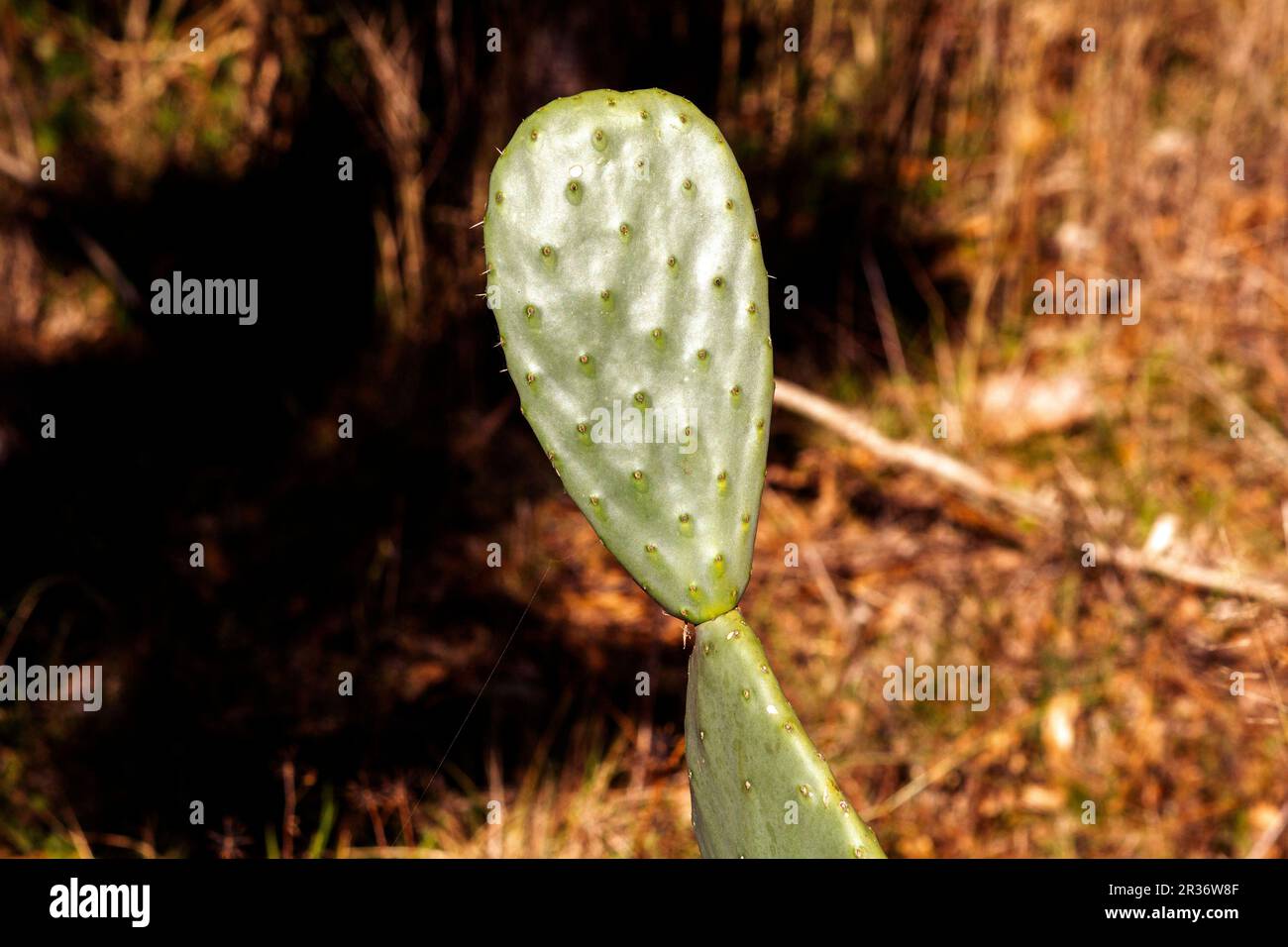 Sydney, nuovo Galles del Sud, Australia. 22nd maggio, 2023. Fico barbaro (Opuntia ficus-indica) cactus in un giardino a Sydney, nuovo Galles del Sud, Australia. Il fico di barbaro è un cactus perenne che cresce grande quanto un albero normale. I suoi steli blu-verdi sono formati da tamponi. (Credit Image: © Tara Malhotra/ZUMA Press Wire) SOLO PER USO EDITORIALE! Non per USO commerciale! Foto Stock