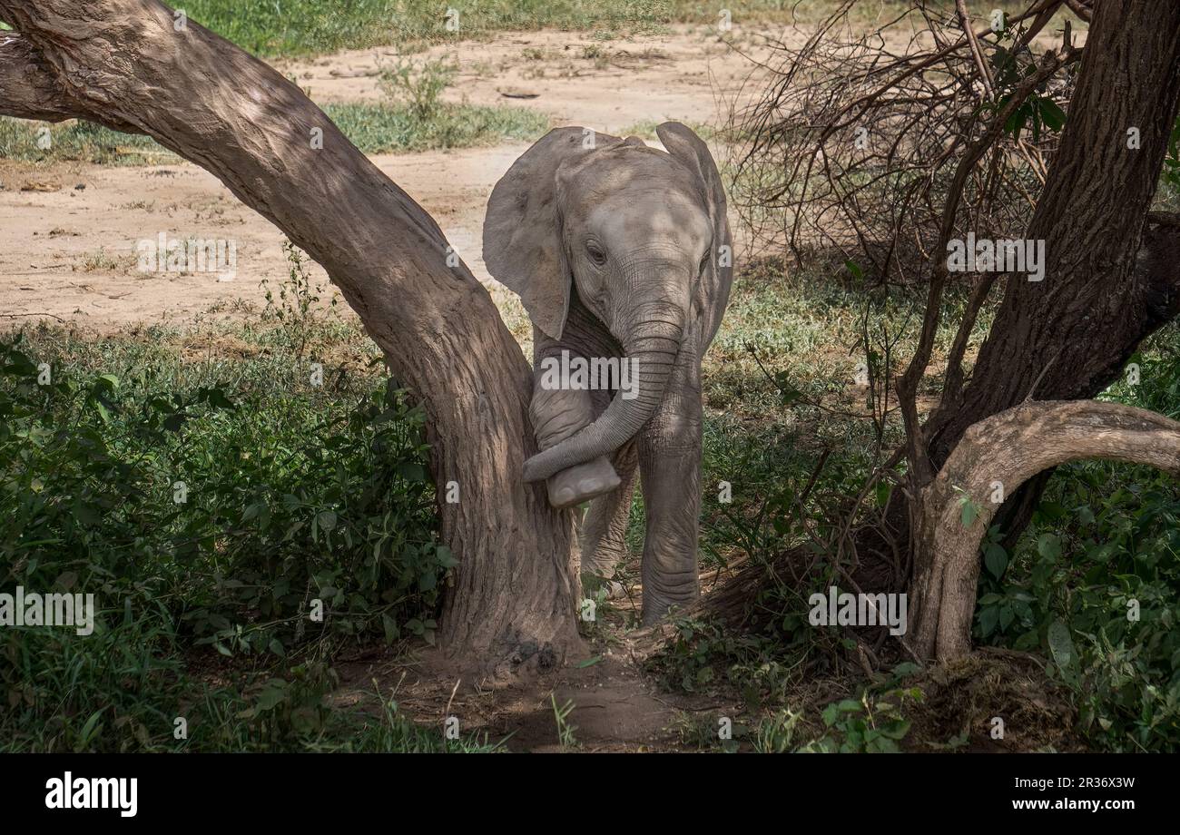 Piccolo elefante (Loxodonta africana) che si gratta la gamba su un albero nel Parco Nazionale del Lago Manyara, Tanzania, Africa Foto Stock