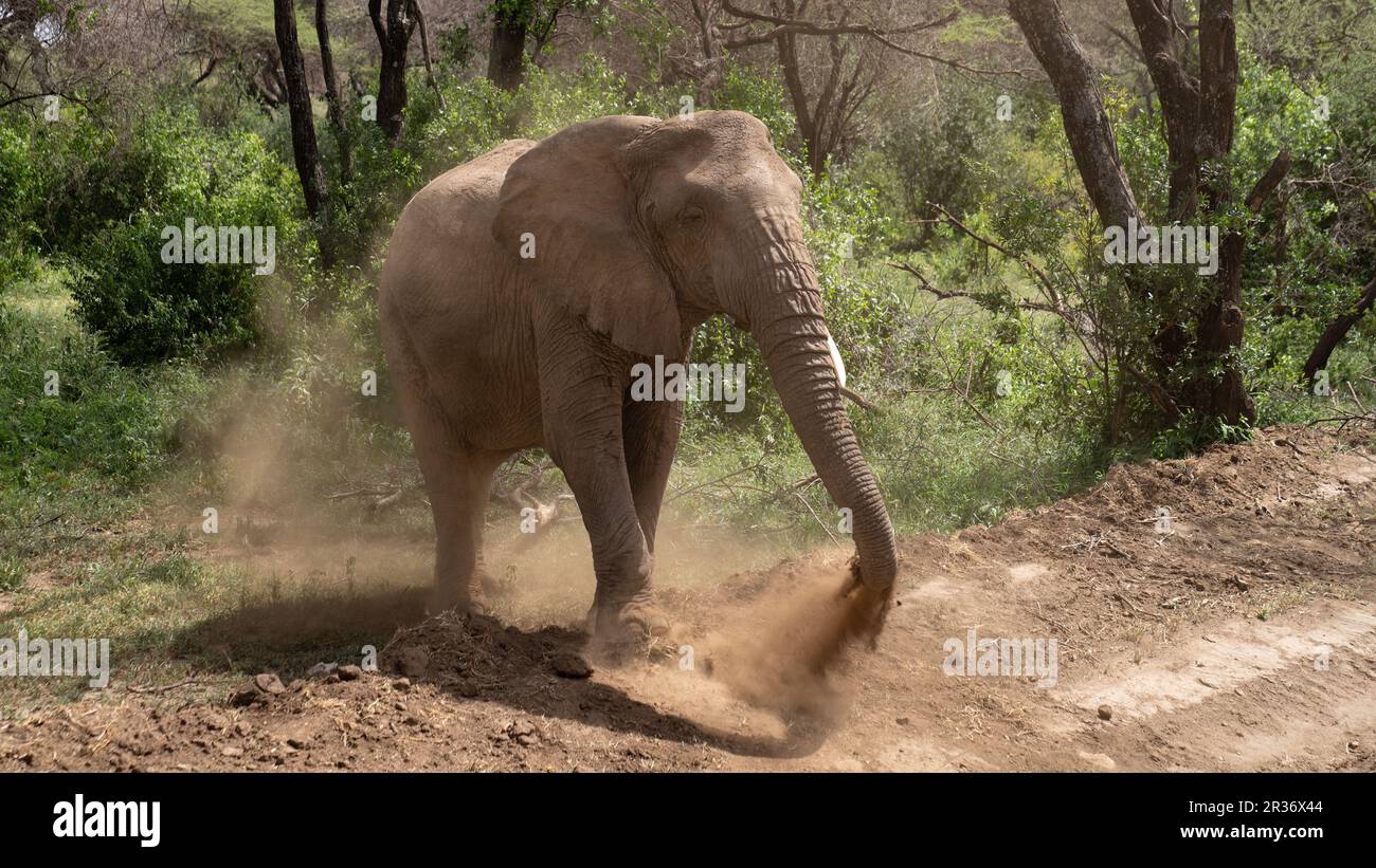 Elefante africano (Loxodonta africana) facendo un bagno di polvere nel Parco Nazionale del Lago Manyara, Tanzania, Africa Foto Stock