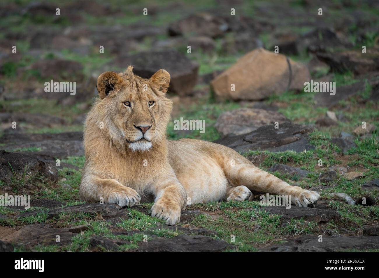 Leone maschio (Panthera Leo) di guardia nel Triangolo Maasai Mara, Kenya, Africa orientale Foto Stock