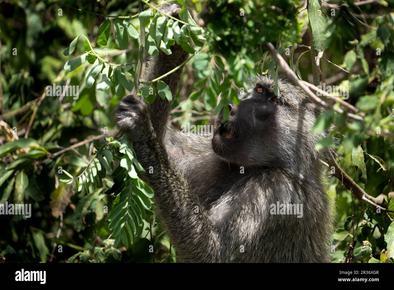 Babbuino d'oliva (Papio anubis) caccia al cibo nel Bush nel Parco Nazionale del Lago Manyara, Tanzania, Africa Foto Stock