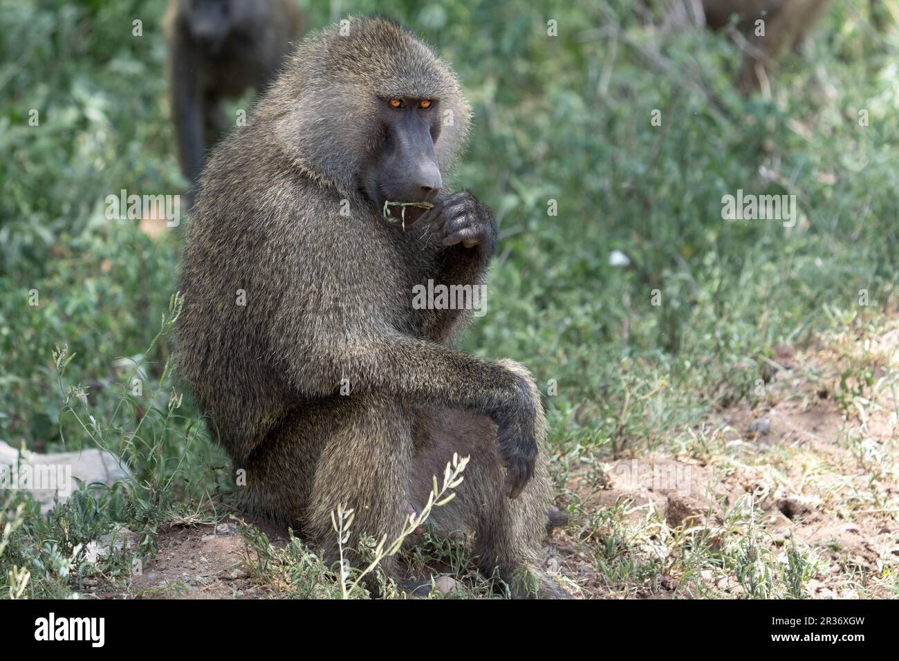 Babbuino d'oliva (Papio anubis) momento pensivo nel Bush nel Parco Nazionale del Lago Manyara, Tanzania, Africa Foto Stock