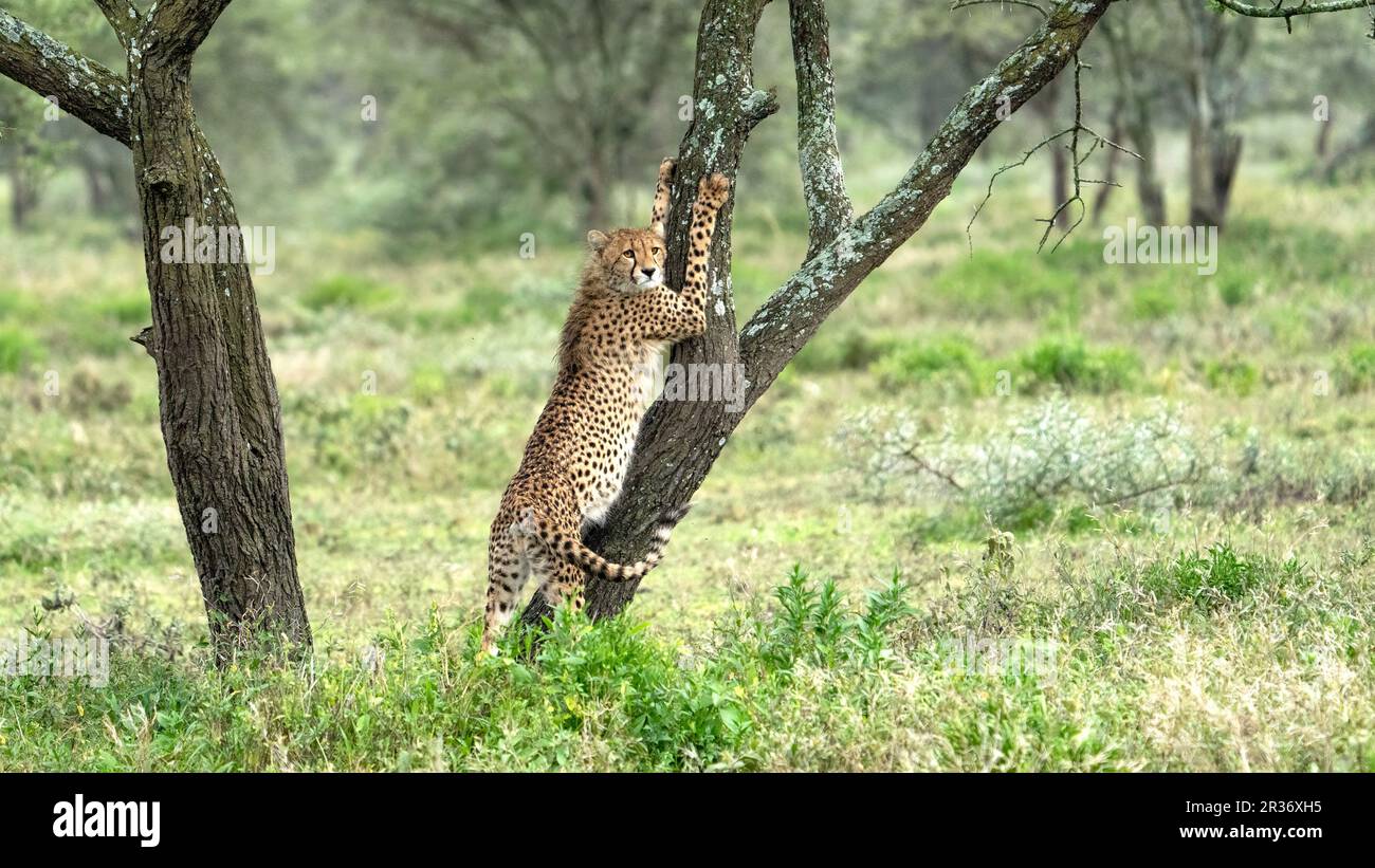 Cheetah che si estende contro un albero nella regione di Ndudu del Parco Nazionale del Serengeti, Tanzania, Africa Foto Stock