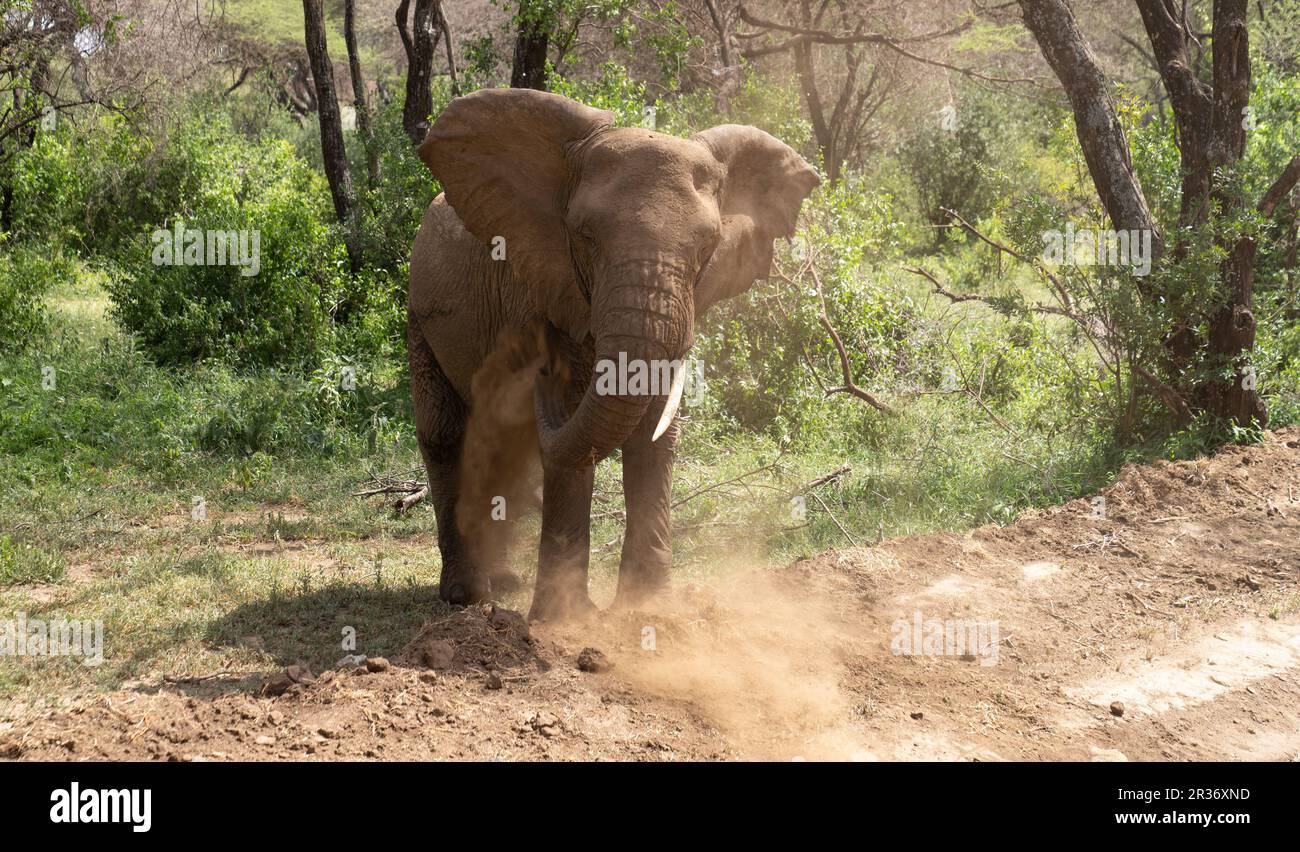 Elefante africano (Loxodonta africana) facendo un bagno di polvere nel Parco Nazionale del Lago Manyara, Tanzania, Africa Foto Stock