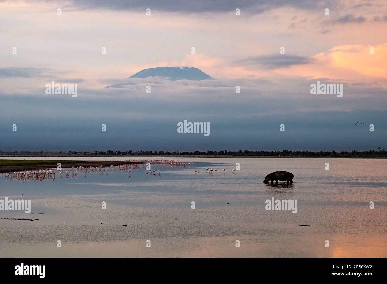 Ippopotamo (ippopotamo anfibio) e fenicotteri maggiori (fenicottero roseo) all'alba nel Parco Nazionale di Amboseli, Kenya, Africa Orientale Foto Stock