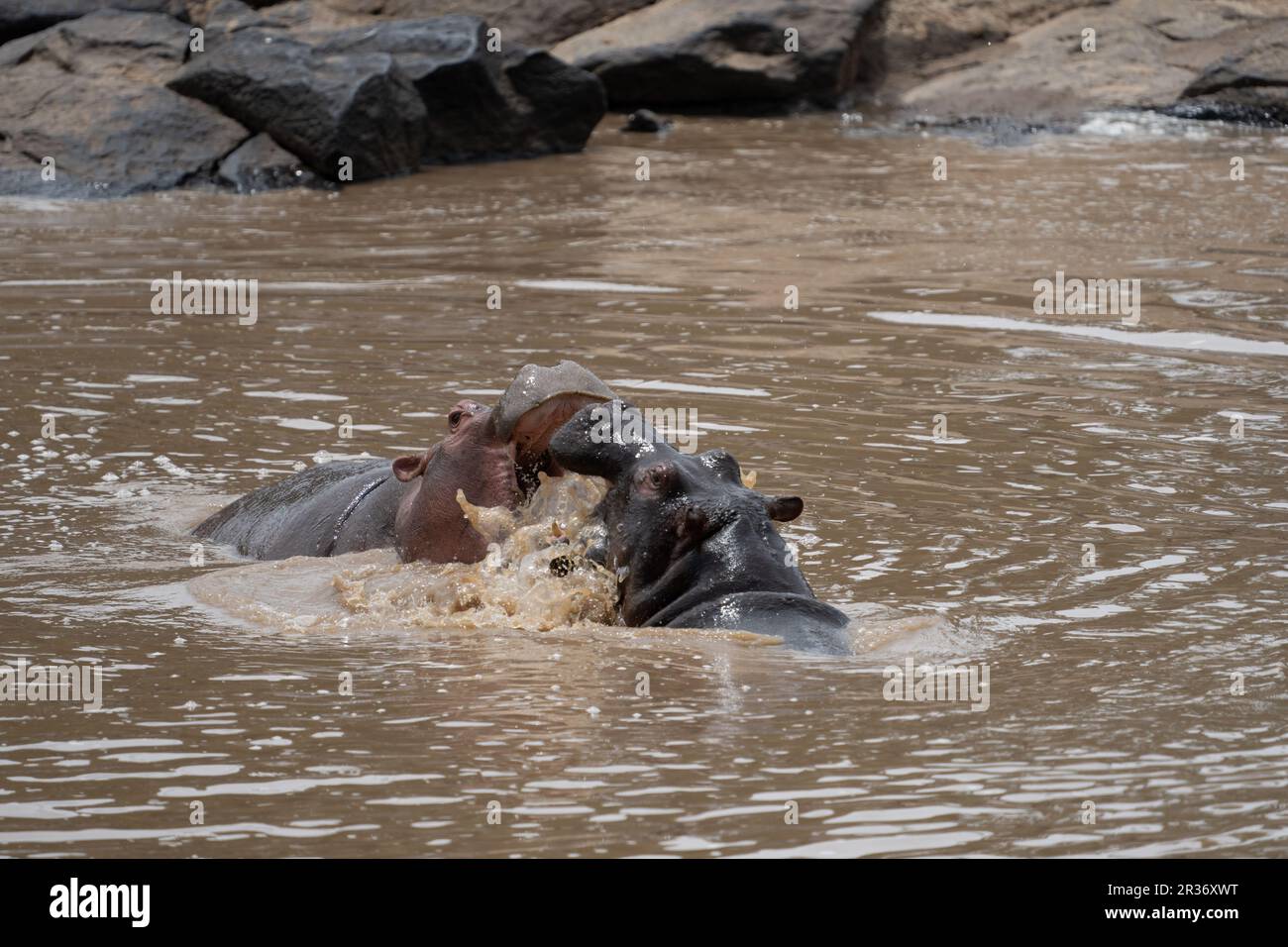 Due ippopotami che combattono nel fiume Mara, Mara North Conservancy, Kenya, Africa orientale Foto Stock