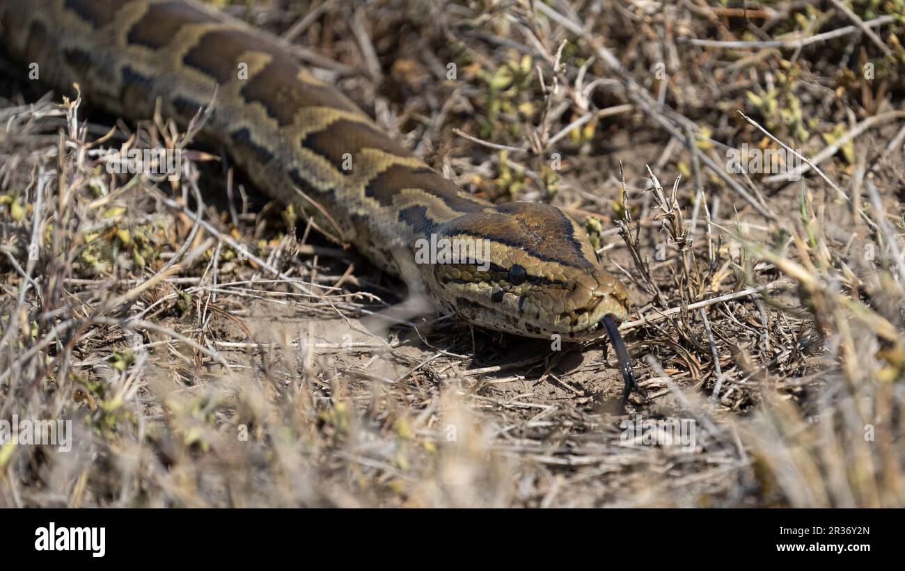 Central African Rock Python (Python sebae) nelle erbe vicino al Oolgol Kopjes, Serengeti National Park, Tanzania Foto Stock