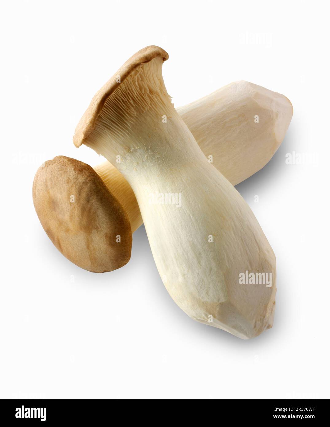 Due funghi tromba freschi del re Foto Stock