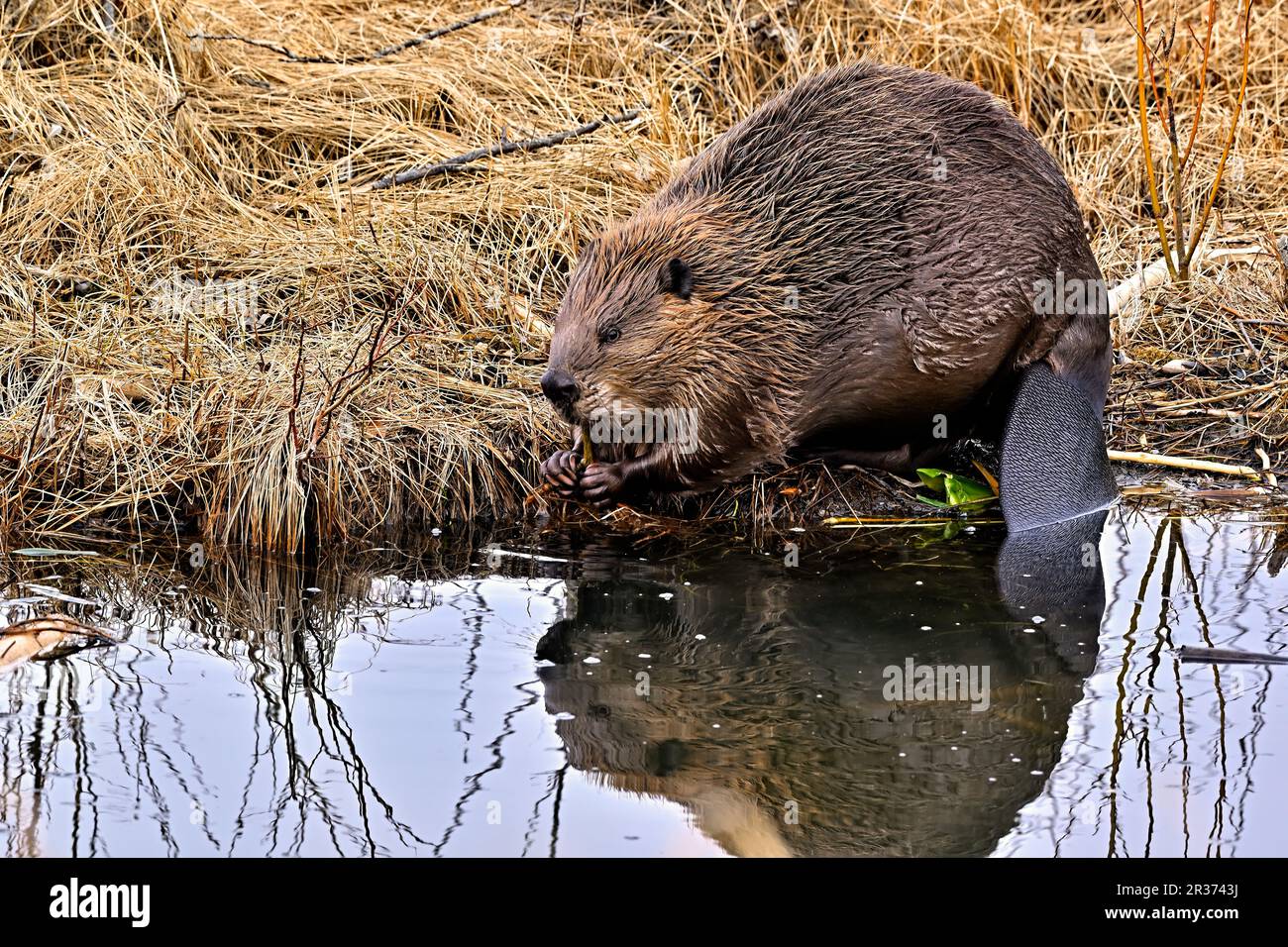 Un castore adulto 'Castor canadensis' che si nutra di una vegetazione in acque poco profonde ai margini del suo habitat lacustre Foto Stock