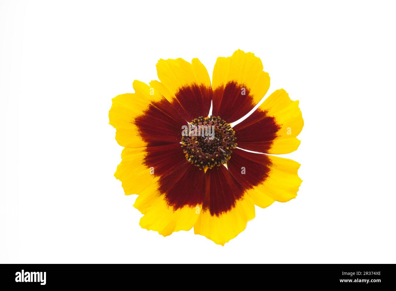 Occhio di bambina (Coreopsis lanceolata), freisteller Foto Stock